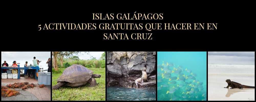 Galápagos: Qué ver: 5 actividades en SANTA CRUZ (GRATUITAS o muy baratas)