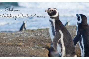 Qué ver en Puerto Natales y en Punta Arenas