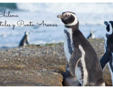 Qué ver en Puerto Natales y en Punta Arenas