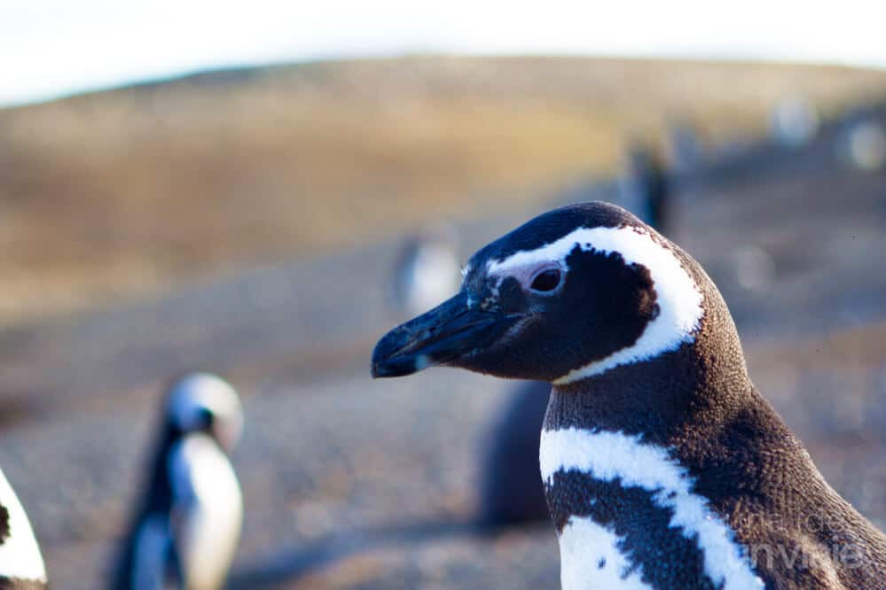 Qué ver en Punta Arenas: los pingüinos