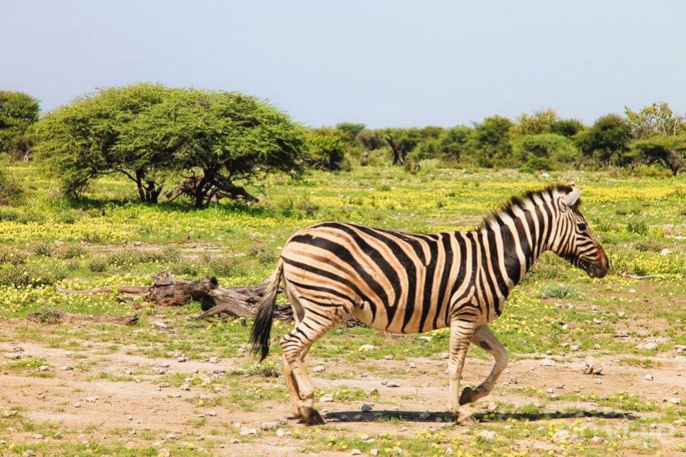 Cebra Etosha National Park