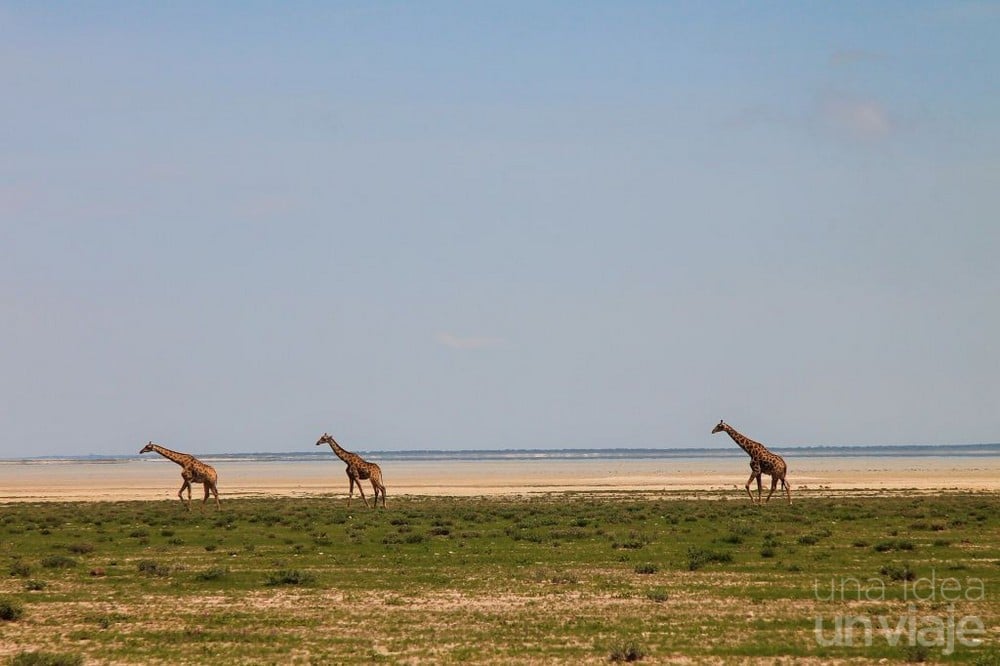 Jirafas Etosha National Park