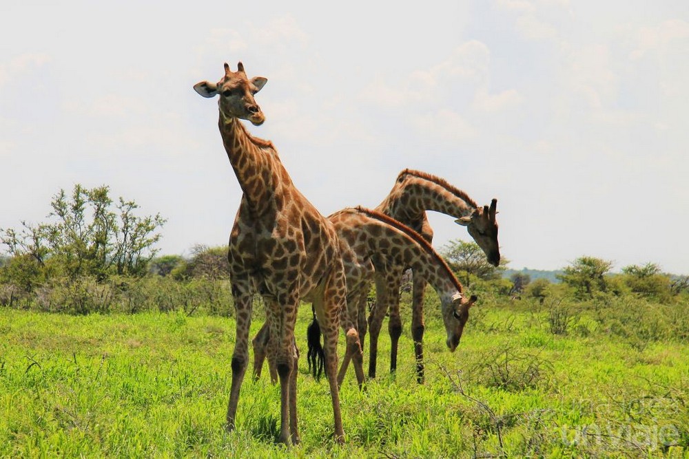 Jirafas Etosha National Park