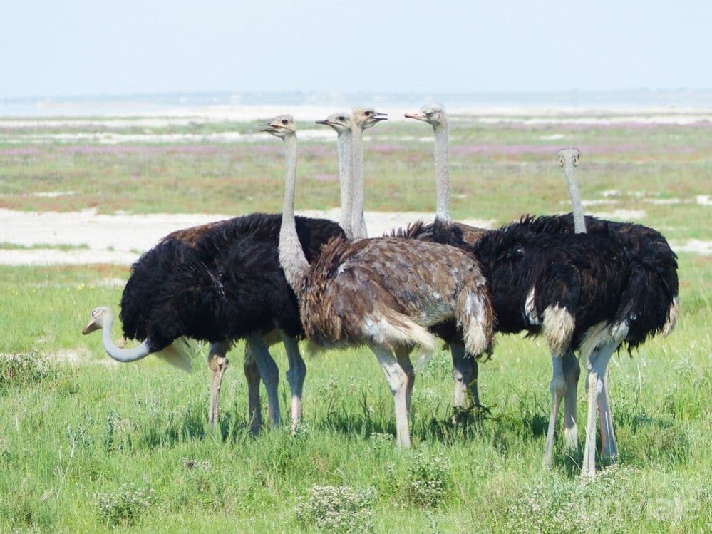Avestruces Etosha National Park