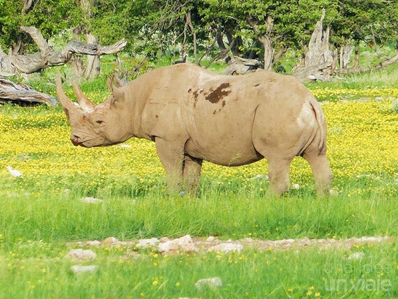 Rinoceronte Etosha National Park
