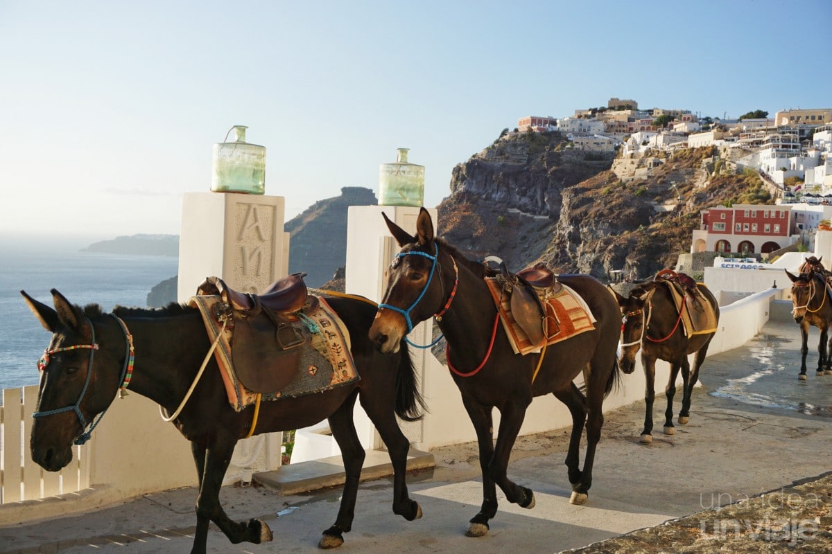 El negocio de los burros en Santorini
