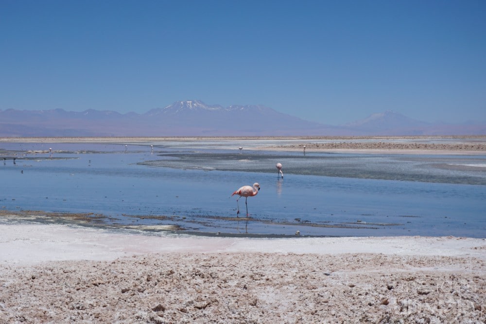 Qué ver en San Pedro de Atacama: Laguna Chaxa