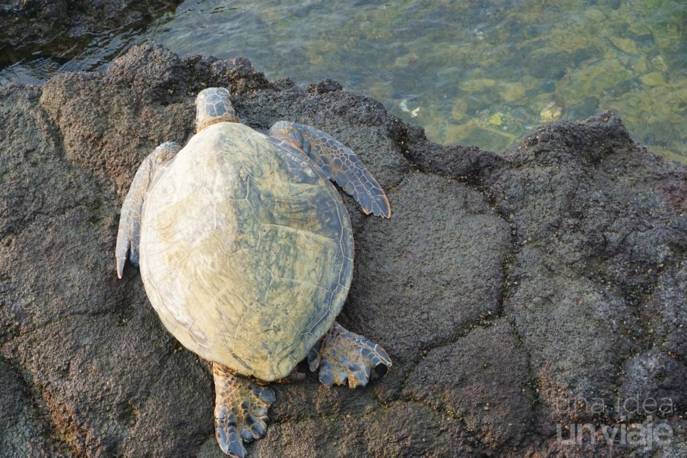 Avistar Tortugas al viajar a Hawaii