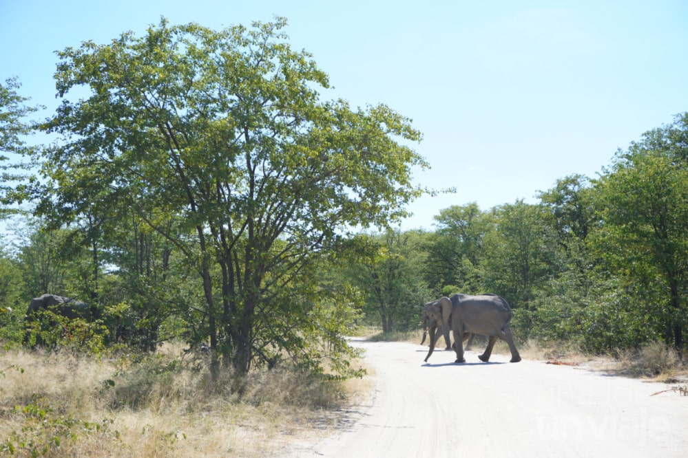 Viajar a Botswana por libre: Consejos e itinerario
