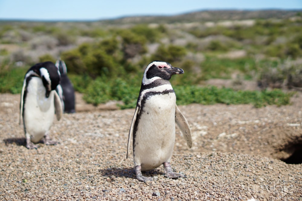 Pingüinos argentina