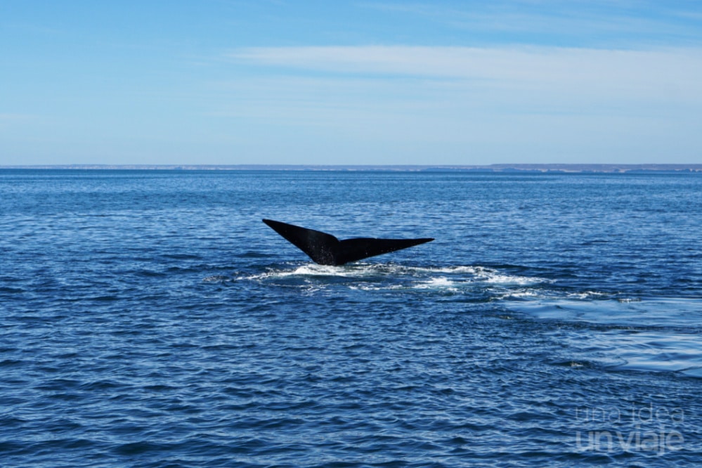 ¿Qué ver en Puerto Madryn? Avistamiento de ballenas y más