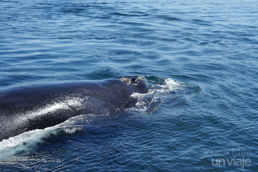 ¿Qué ver en Puerto Madryn? Avistamiento de ballenas y más