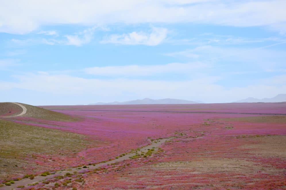 Qué visitar en Chile: desierto florido