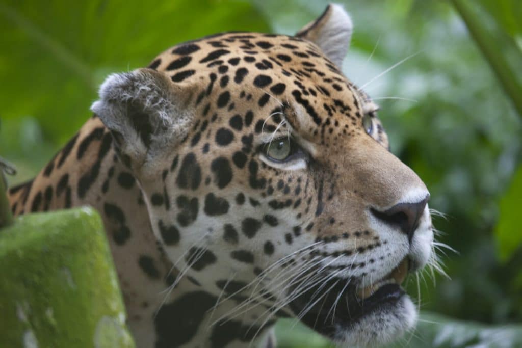 Animales en Amazonas de Perú