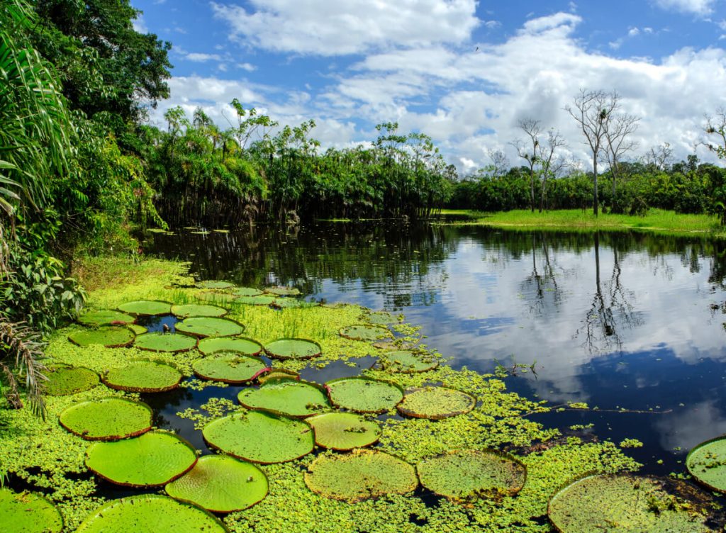 Río Amazonas Iquito