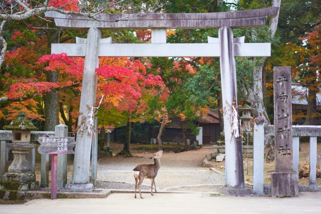 Nara: Qué visitar en Japón