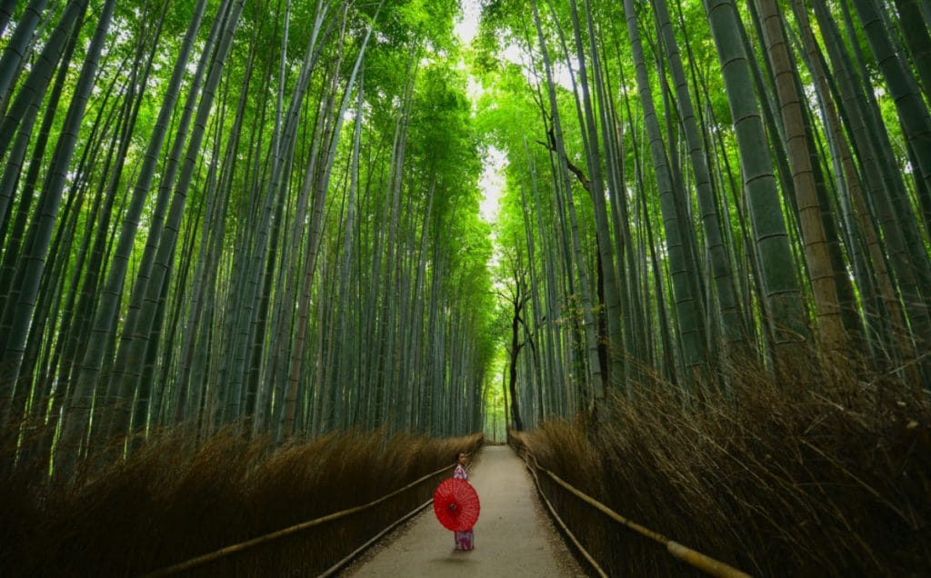 Bosque de bambú - Kioto