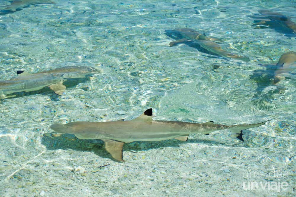 Tiburones en Polinesia Francesa