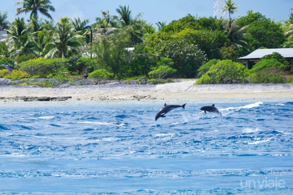 Islas Tuamotu y sus delfines