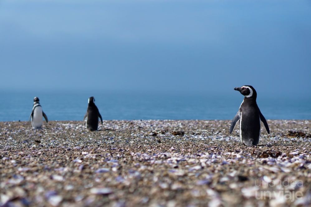 Consejos para viajar a Argentina por libre: época pingüinos