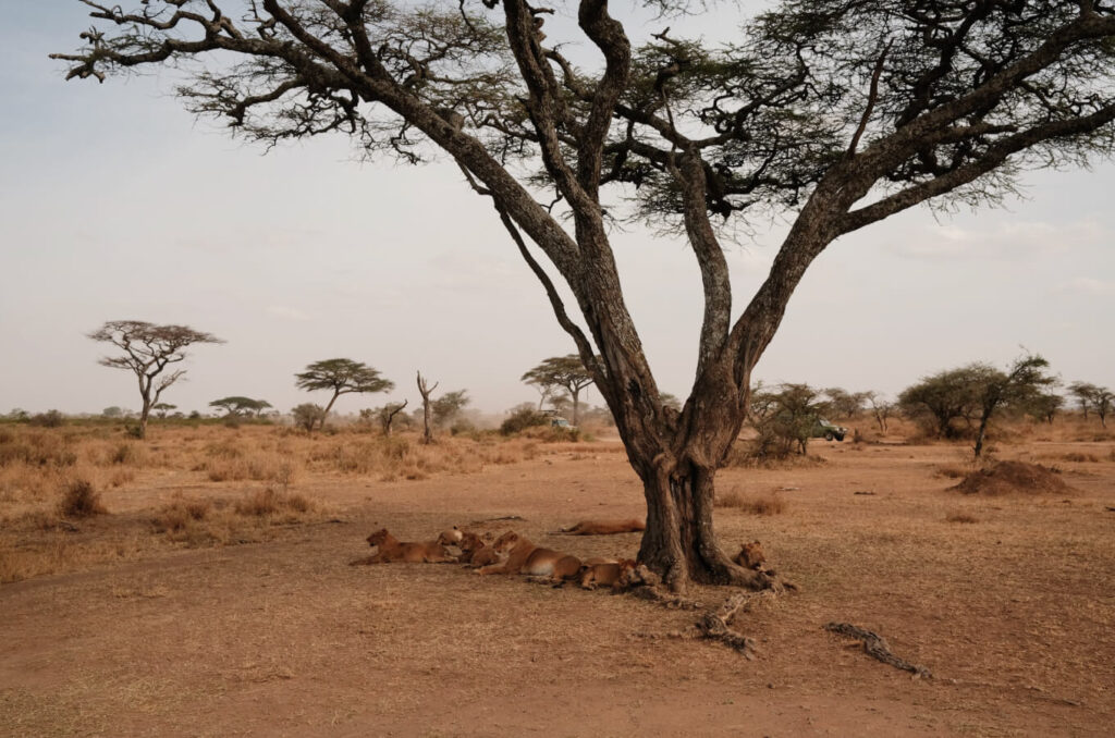 Safari-tanzania-2