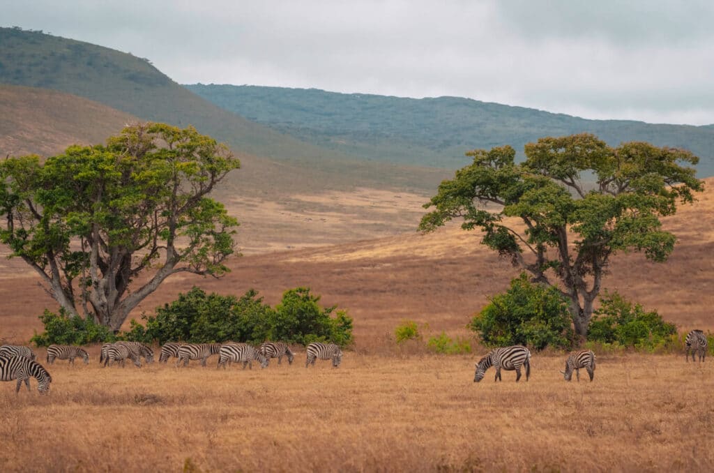 Safari-tanzania-4