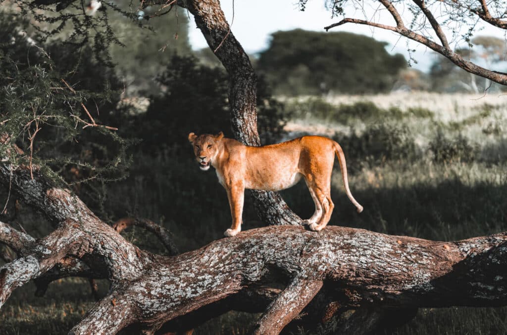 Safari-tanzania-5